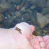 Photo de Mignonette