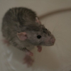 Photo de Gris poils