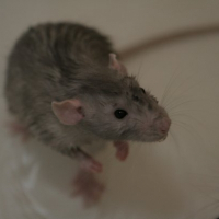 Photo de profil de Gris poils
