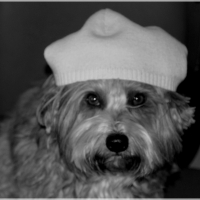 Photo de profil de Enzo