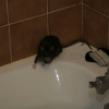 Photo de Azerty, Rat