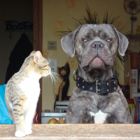 Photo de profil de Attila