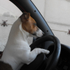 Photo de Eddy, Jack Russell Terrier