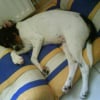 Photo de ébéne, Setter Anglais