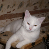 Photo de Domino
