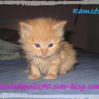 Photo de profil de Ramsès
