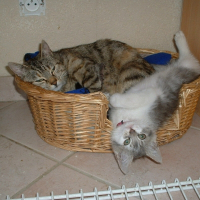 Photo de profil de Choupette