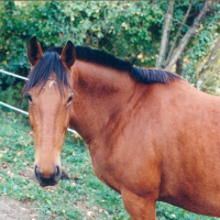 Photo de profil de Beladone