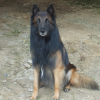 Photo de Berckana tilc