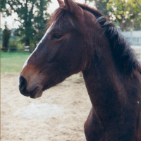 Photo de profil de Giboulée