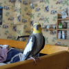 Photo de Titi