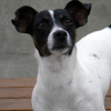 Photo de Comette, Jack Russell Terrier