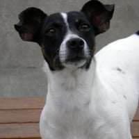 Photo de profil de Comette