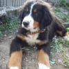 Photo de Prince dario, Bouvier Bernois