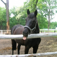 Photo de profil de Ardzel