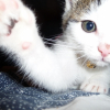 Photo de Peluche