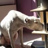 Photo de Taera, Dogue Argentin
