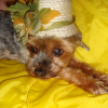 Photo de Lady
