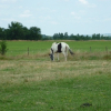 Photo de Indianna