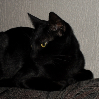 Photo de profil de Diva