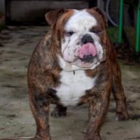 Photo de profil de Carlos