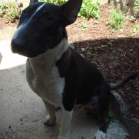 Photo de profil de Dexter
