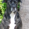 Photo de Prada
