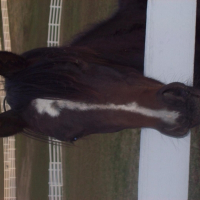 Photo de profil de Starlight
