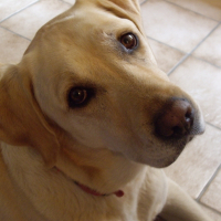 Photo de profil de Ruchi blue