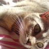 Photo de Charone