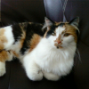 Photo de Peluche