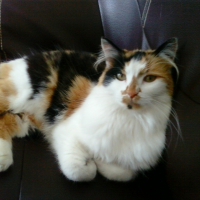 Photo de profil de Peluche