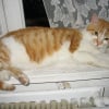Photo de Cacahouette