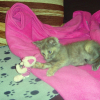 Photo de Iris