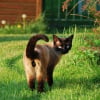 Photo de Bambou, Siamois