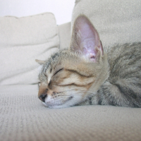 Photo de profil de Blaise