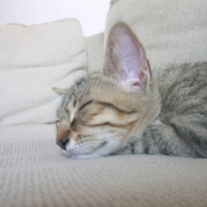 Photo de profil de Blaise
