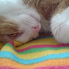 Photo de Biscotte