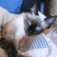 Photo de profil de Maya