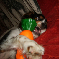 Photo de profil de Sully