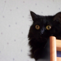 Photo de profil de Cristale