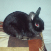 Photo de Raoul, Lapin