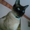 Photo de Kenzo