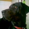 Photo de Cesar