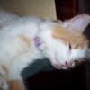 Photo de Minette