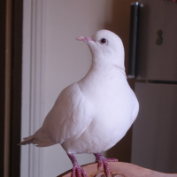 Photo de profil de Cocotte