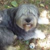Photo de Brisco, Berger Polonais de Plaine
