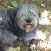 Photo de profil de Brisco