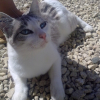 Photo de Bibik