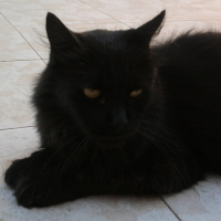 Photo de profil de Babalouchto